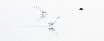 Egrets passing This landscape photograph taken in the early evening during late spring shows two great egrets wading in shallow water in Christchurch, Dorset, United Kingdom. The animals are captured mid-passage across a calm body of water, with their white plumage standing out against the soft, serene setting. The image features birds as the main subject and highlights the natural habitat typical of this region, emphasizing the presence of wildlife in Dorset. The scene is representative of the tranquillity often associated with wetland areas in Christchurch and provides a factual depiction of the great egret species in their environment.